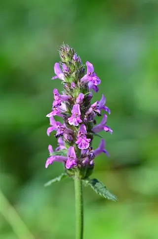 Wood Betony (Betonica officinalis)