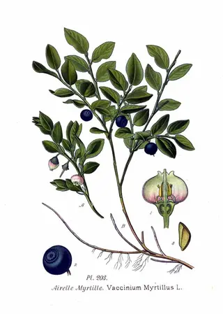 Bilberry (Vaccinium myrtillus)
