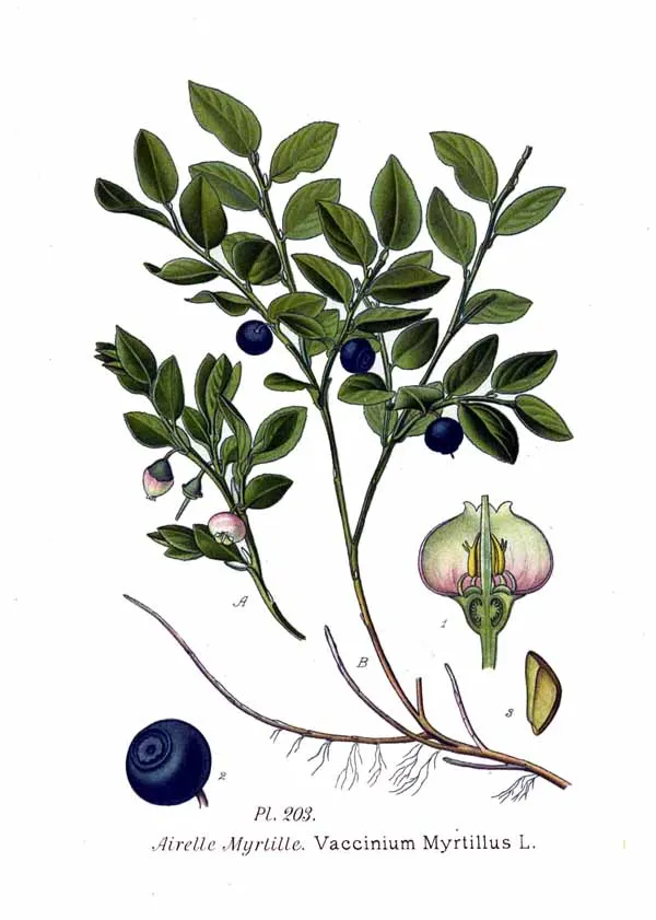 Bilberry (Vaccinium myrtillus)