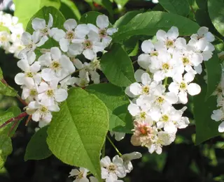 Bird Cherry (Prunus padus)