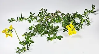 Bird's-foot Trefoil (Lotus corniculatus)