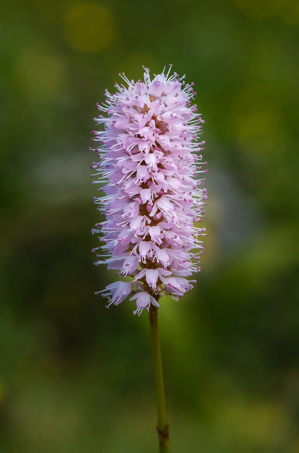 Bistort (Bistorta officinalis)