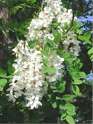Black Locust (Robinia pseudoacacia)