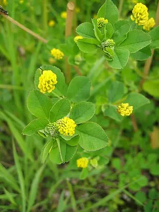 Black Medick (Medicago lupulina)