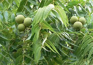 Black Walnut (Juglans nigra)