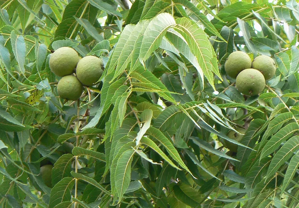 Black Walnut (Juglans nigra)