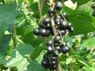 Blackcurrant (Ribes nigrum)