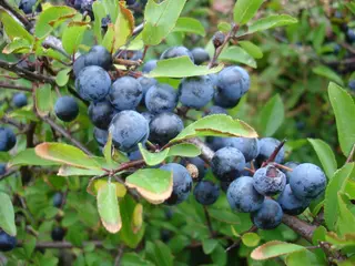 Blackthorn (Prunus spinosa)