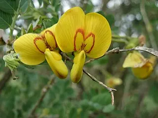 Bladder Senna (Colutea arborescens)