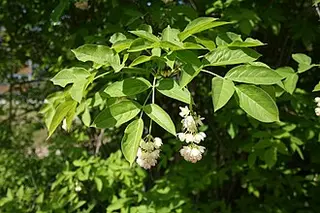 Bladdernut (Staphylea pinnata)