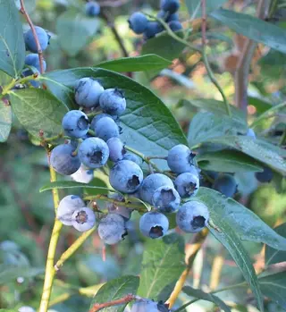 Blueberry (Vaccinium corymbosum)
