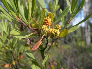 Bog Myrtle (Myrica gale)