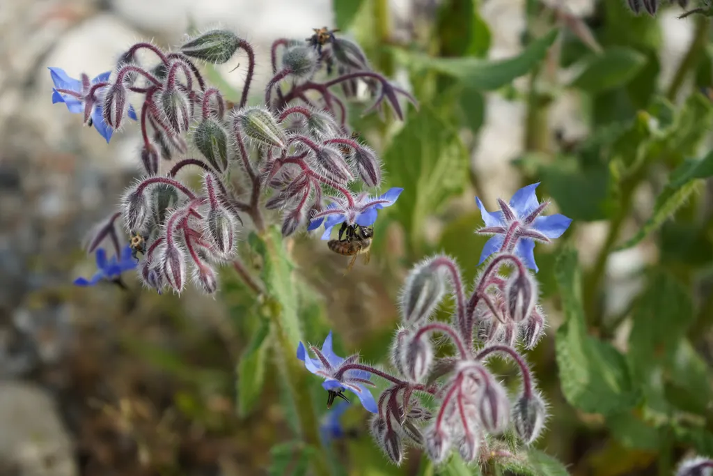 Borage (Borago officinalis)