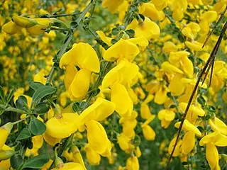 Broom (Cytisus scoparius)