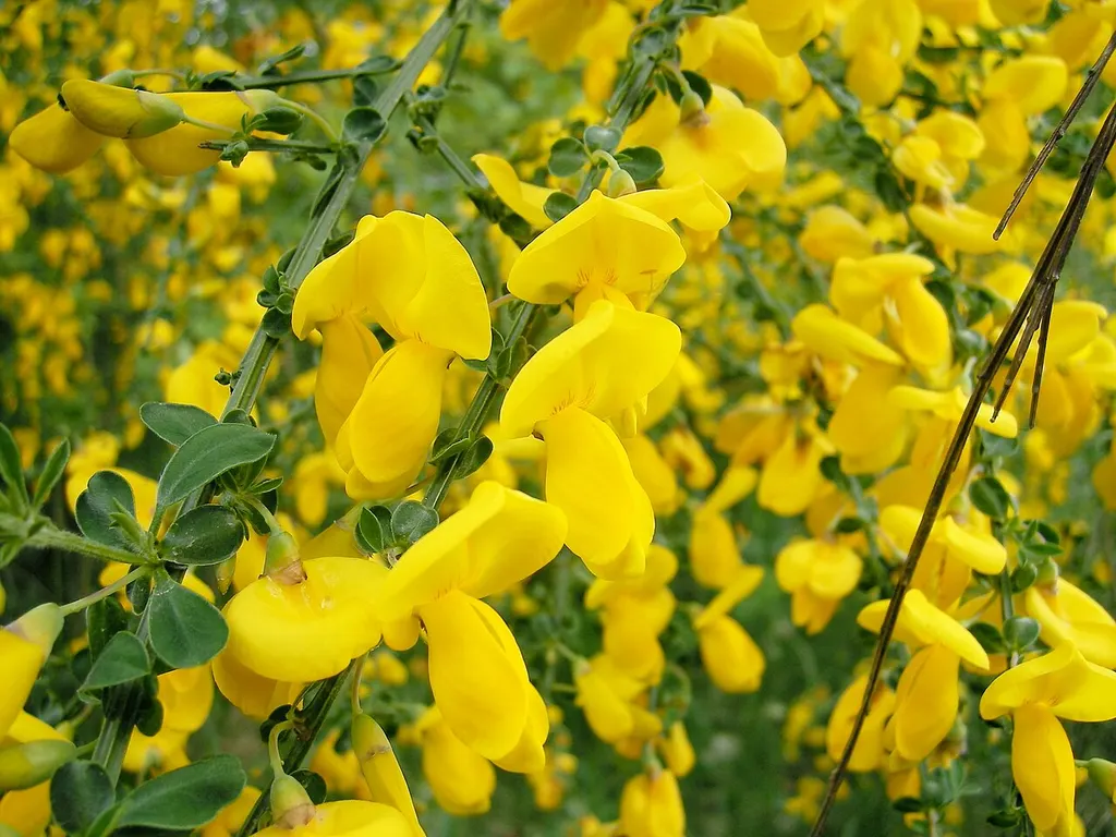 Broom (Cytisus scoparius)