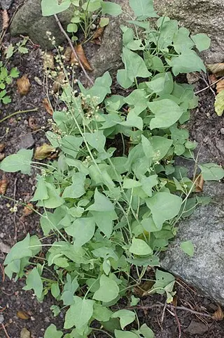 Buckler-leaved Sorrel (Rumex scutatus)