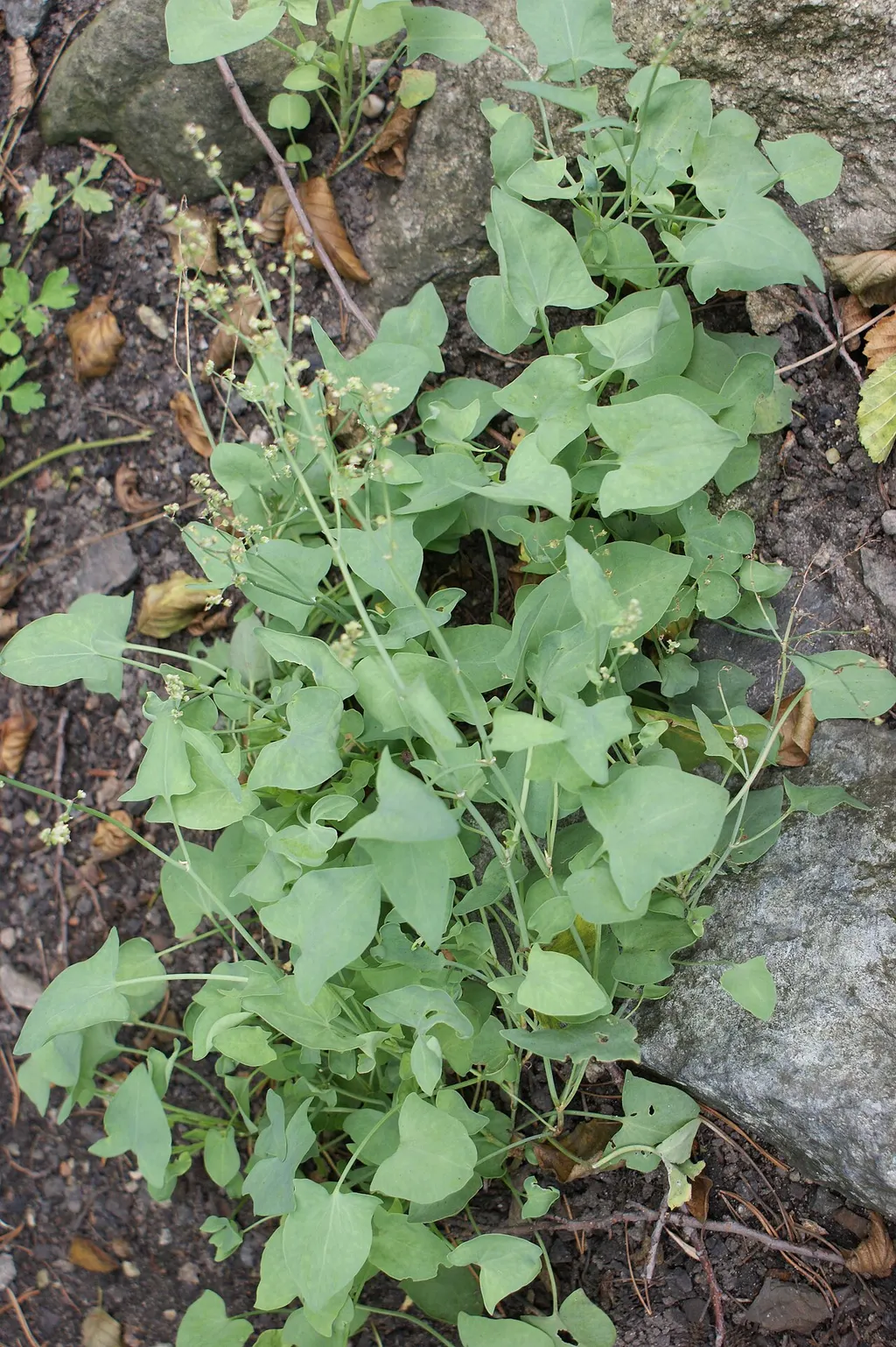 Buckler-leaved Sorrel (Rumex scutatus)