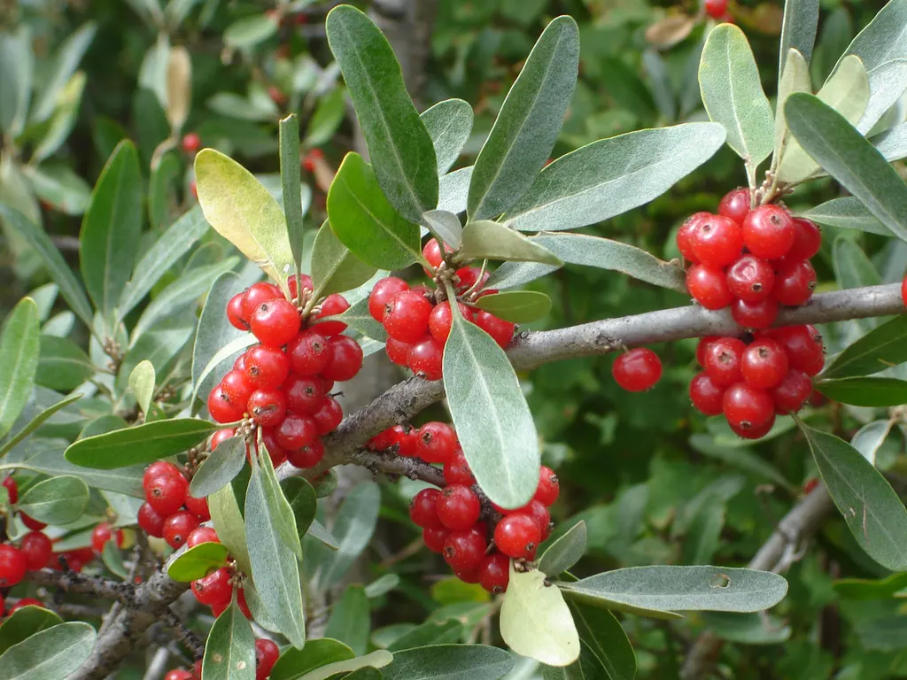 Buffaloberry (Shepherdia argentea)