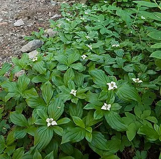 Bunchberry (Cornus canadensis)