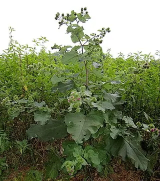 Burdock (Arctium lappa)