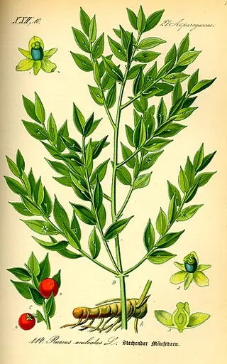 Butcher's Broom (Ruscus aculeatus)