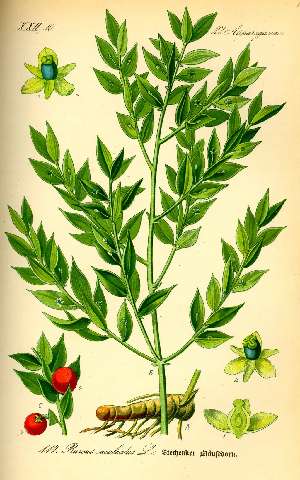 Butcher's Broom (Ruscus aculeatus)