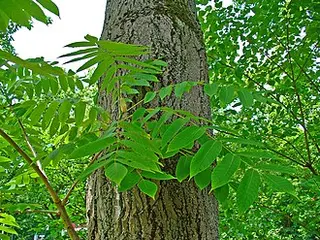 Butternut (White Walnut) (Juglans cinerea)