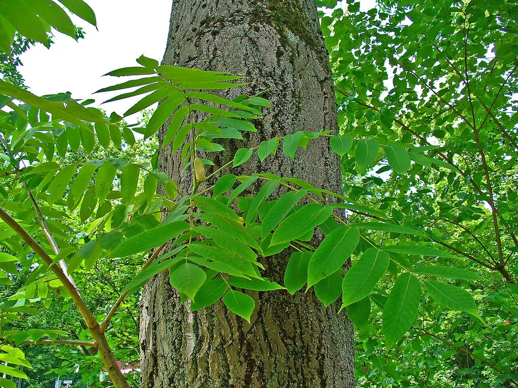 Butternut (White Walnut) (Juglans cinerea)