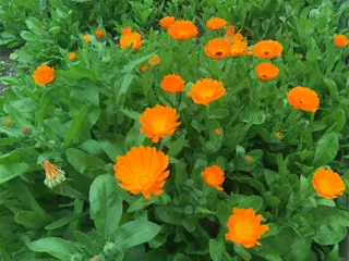 Calendula (Pot Marigold) (Calendula officinalis)