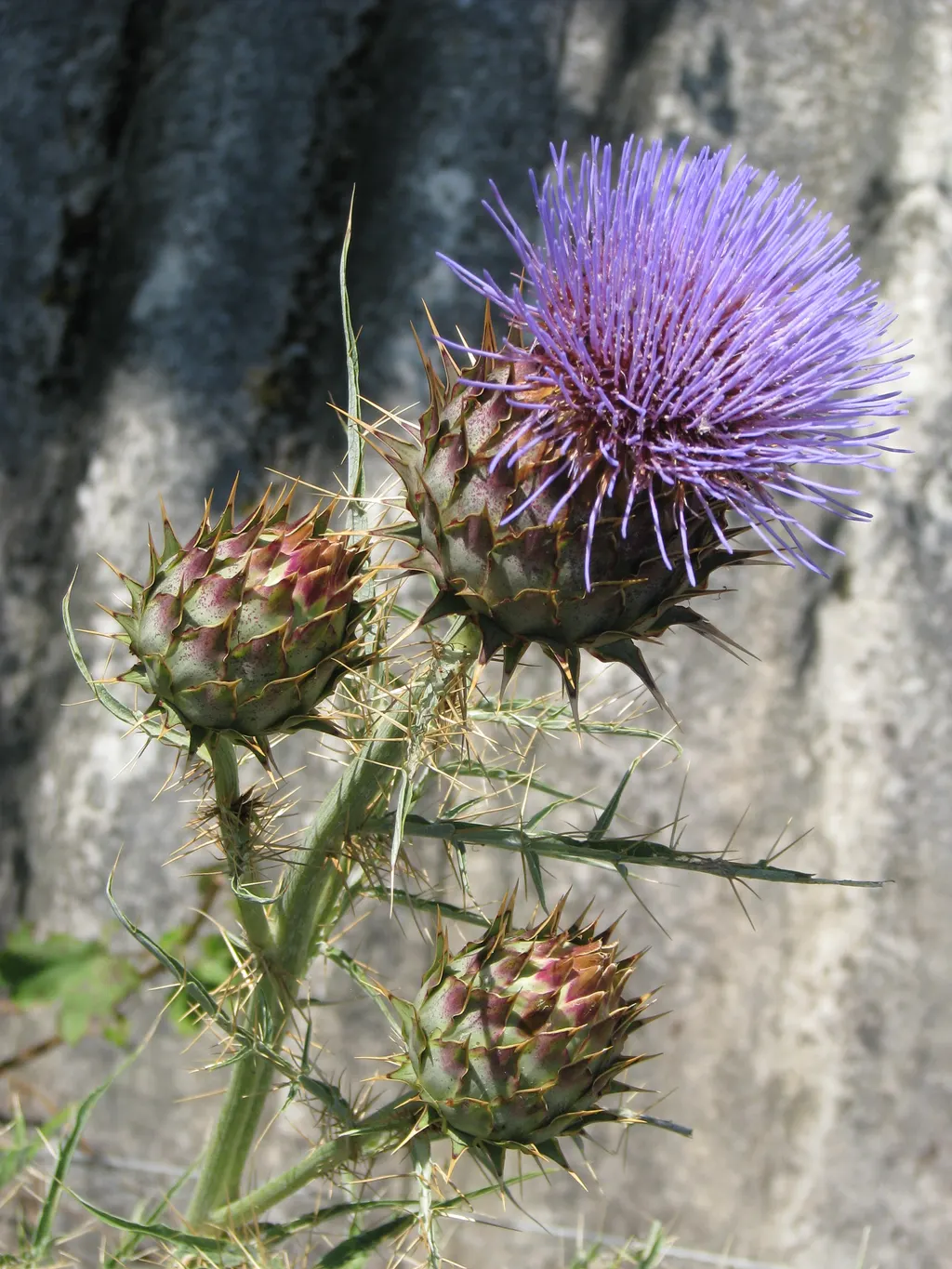 Cardoon (Cynara cardunculus)