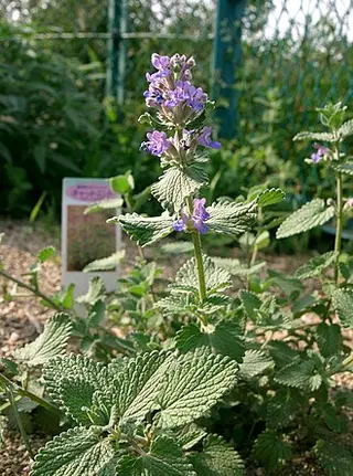 Catmint (Nepeta × faassenii)