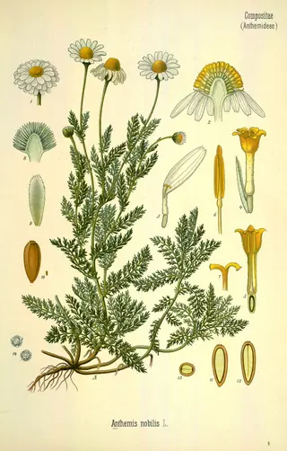 Roman Chamomile (Chamaemelum nobile)