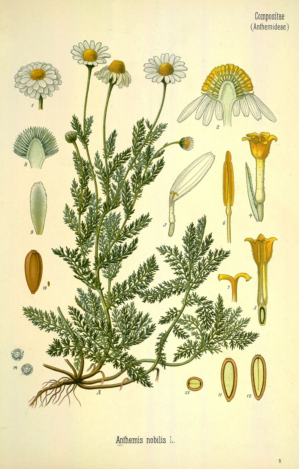 Roman Chamomile (Chamaemelum nobile)