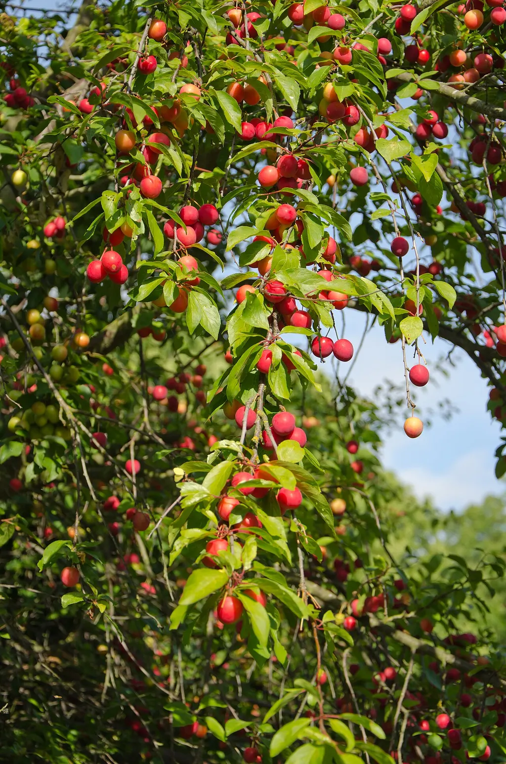 Cherry Plum (Myrobalan) (Prunus cerasifera)