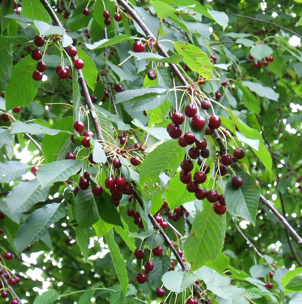 Cherry (Prunus avium)