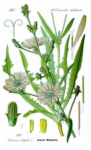 Chicory (Cichorium intybus)