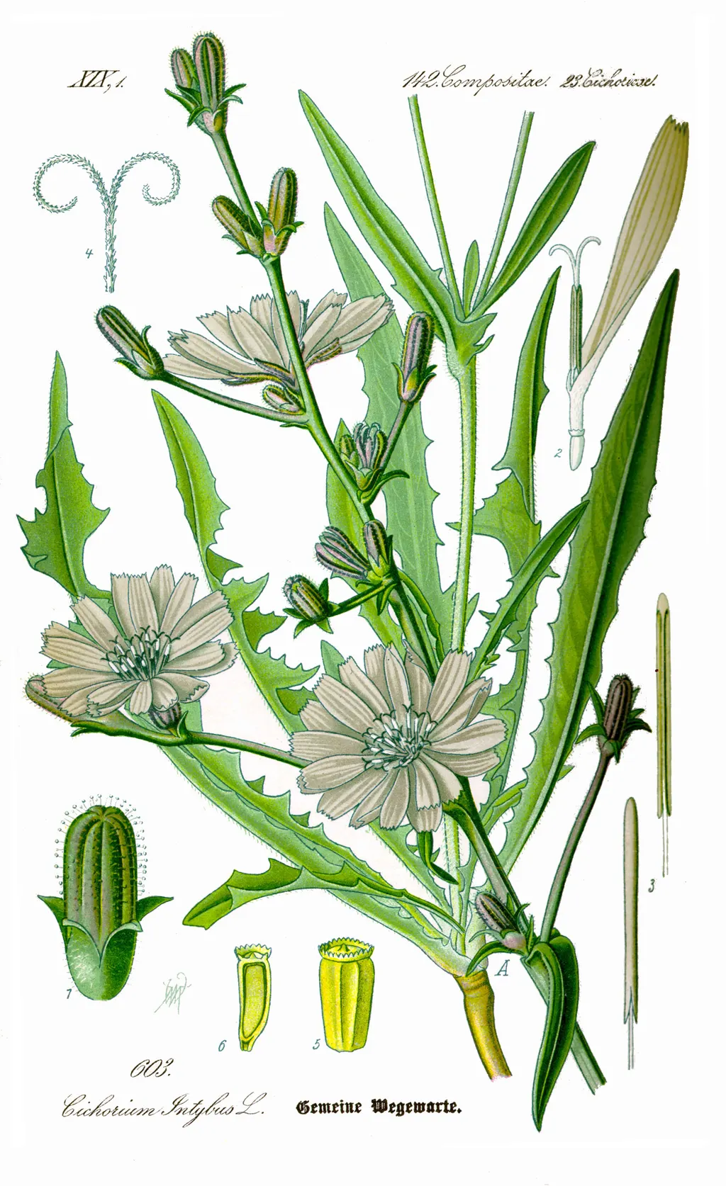 Chicory (Cichorium intybus)