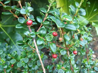 Chilean Guava (Ugni molinae)