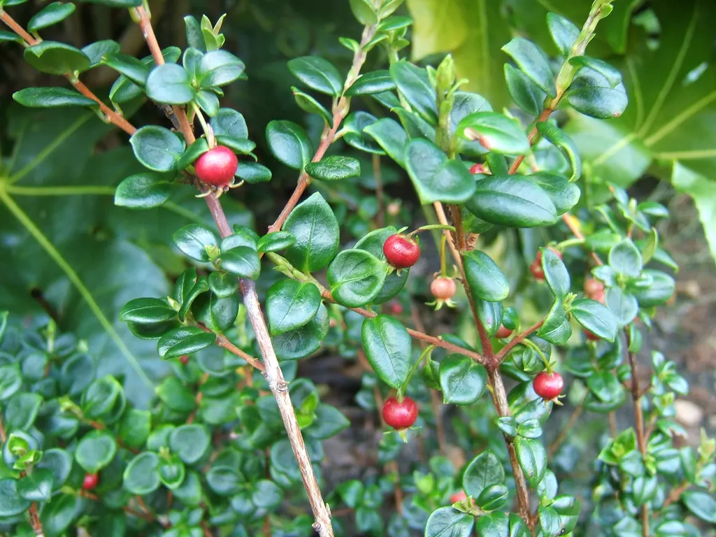 Chilean Guava (Ugni molinae)