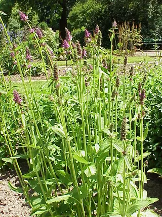 Chinese Artichoke (Crosne) (Stachys affinis)