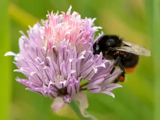 Chives (Allium schoenoprasum)