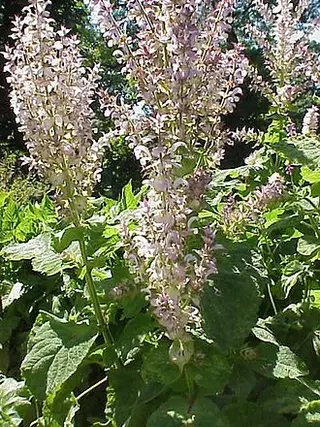 Clary Sage (Salvia sclarea)