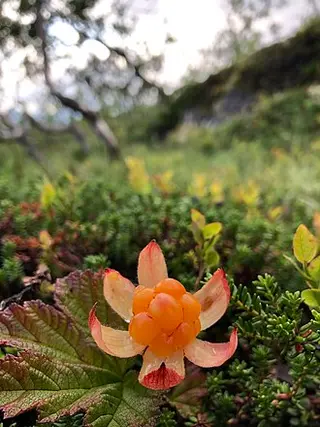 Cloudberry (Rubus chamaemorus)