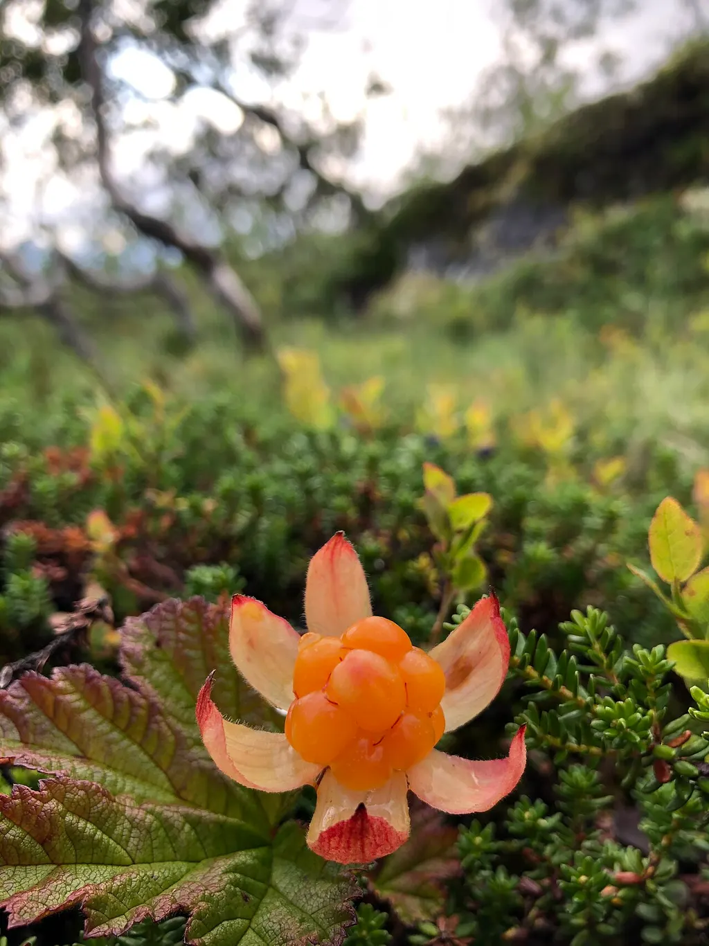 Cloudberry (Rubus chamaemorus)