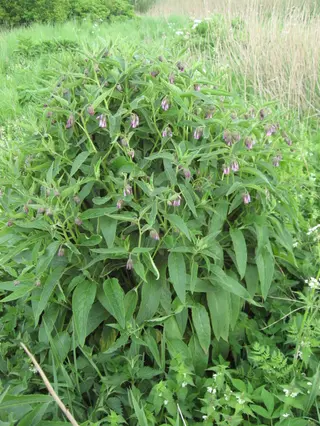 Comfrey (Bocking 14) (Symphytum × uplandicum)