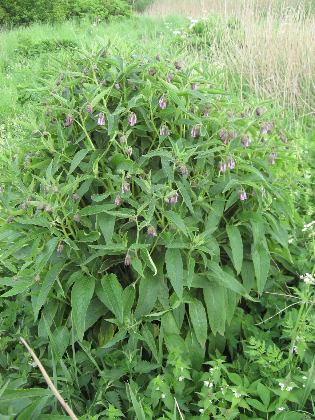 Comfrey (Bocking 14) (Symphytum × uplandicum)