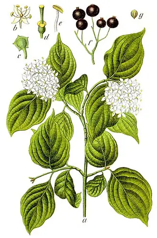 Common Dogwood (Cornus sanguinea)