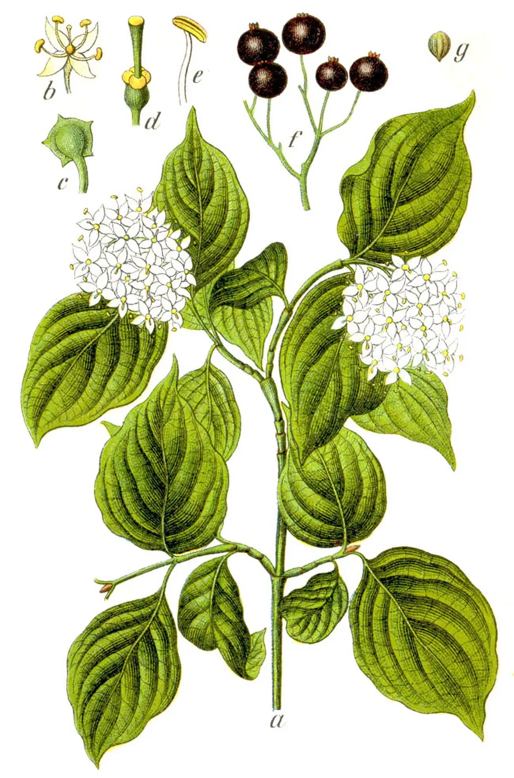 Common Dogwood (Cornus sanguinea)