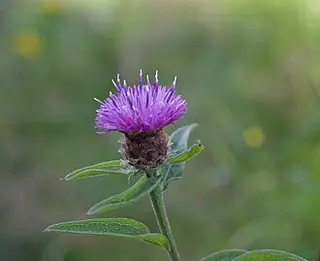 Common Knapweed (Centaurea nigra)