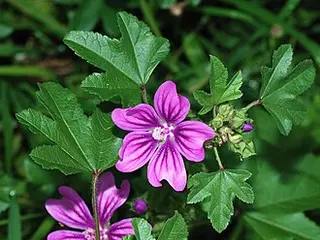 Common Mallow (Malva sylvestris)